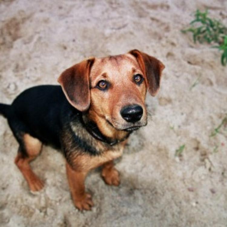 Vista Veterinary Hospital Kennewick, WA