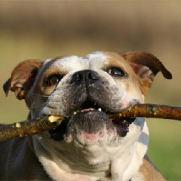 Vista Veterinary Hospital Kennewick, WA