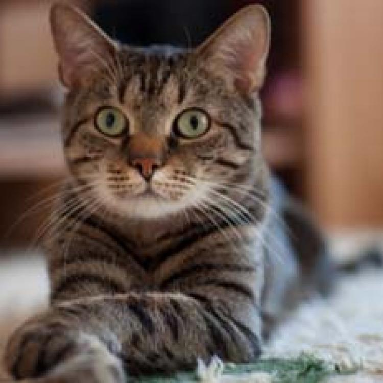 Vista Veterinary Hospital Kennewick, WA