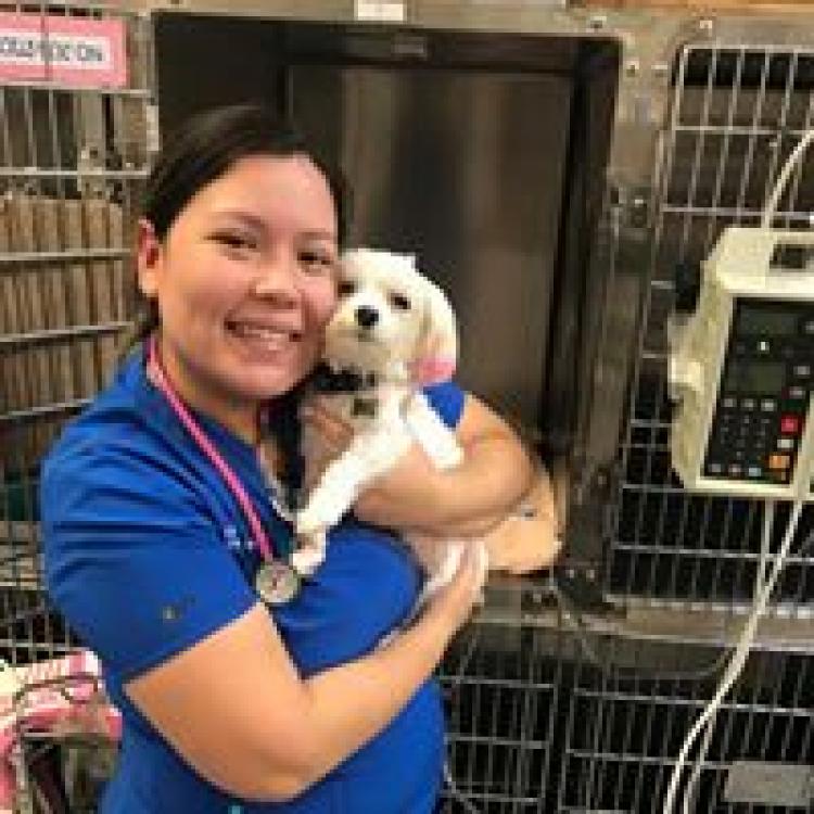 kirkland veterinary specialists