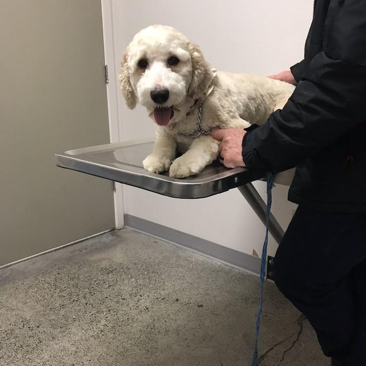 Value Pet Clinic Puyallup, WA