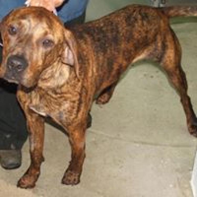 Firgrove Veterinary Clinic Puyallup, WA