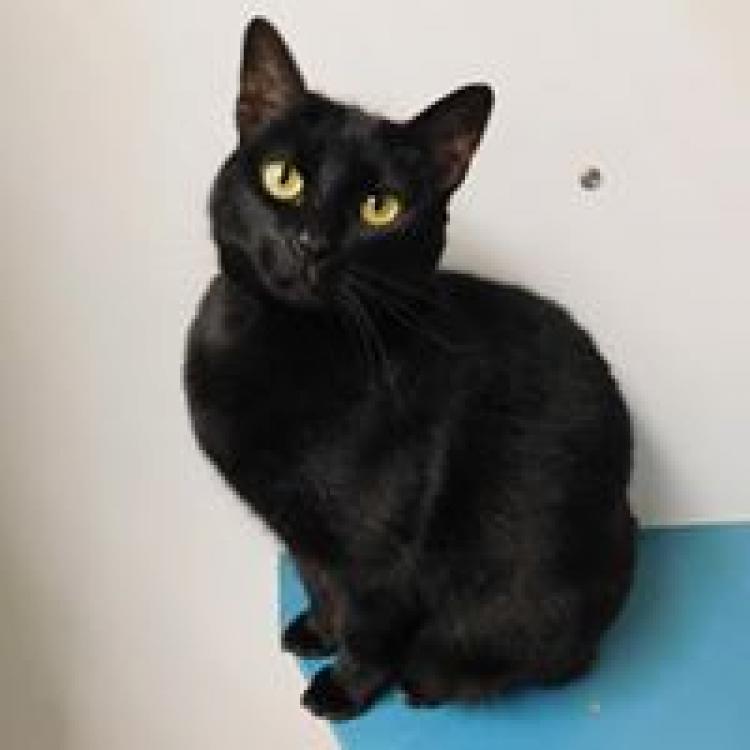 Firgrove Veterinary Clinic Puyallup, WA