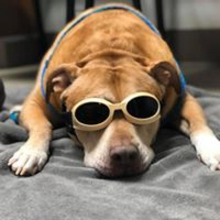 Firgrove Veterinary Clinic Puyallup, WA