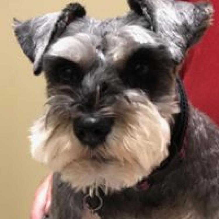 Redmond-Kirkland Animal Hospital – Redmond, WA Redmond-Kirkland Animal Hospital – Redmond, WA