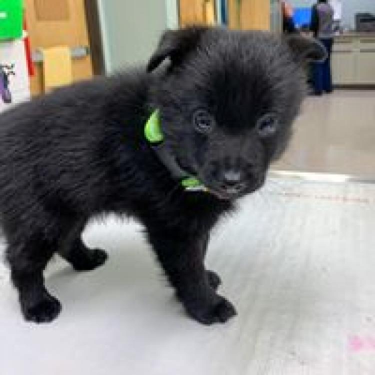 North County Animal Hospital Kopman Ridgefield Wa