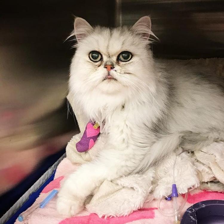 city cat clinic seattle