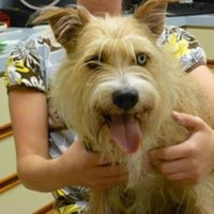 Greentree Animal Hospital Seattle, WA