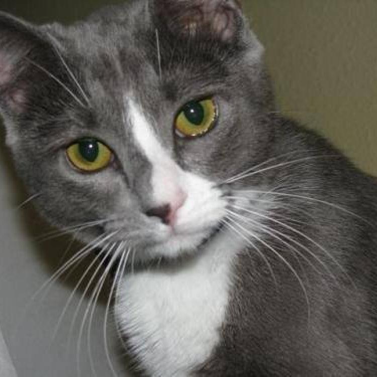 Tahoma Veterinary Hospital – Spanaway, WA Tahoma Veterinary Hospital – Spanaway, WA