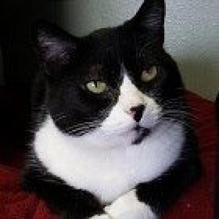 Feline Medical Clinic Vancouver Wa