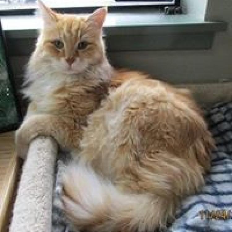 Feline Medical Clinic Vancouver Wa