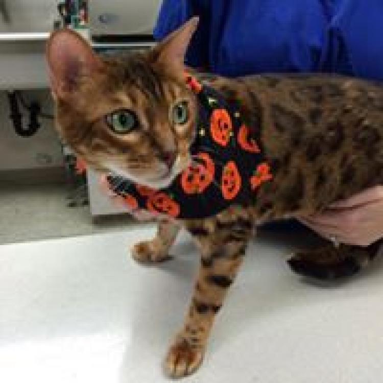 Salmon Creek Veterinary Clinic Vancouver Wa