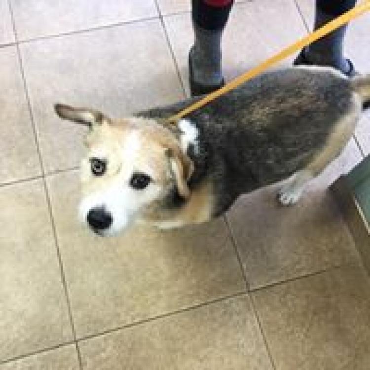 Cottage Lake Vet Hosp Woodinville Wa