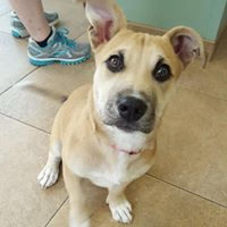 Cottage Lake Vet Hosp Woodinville Wa