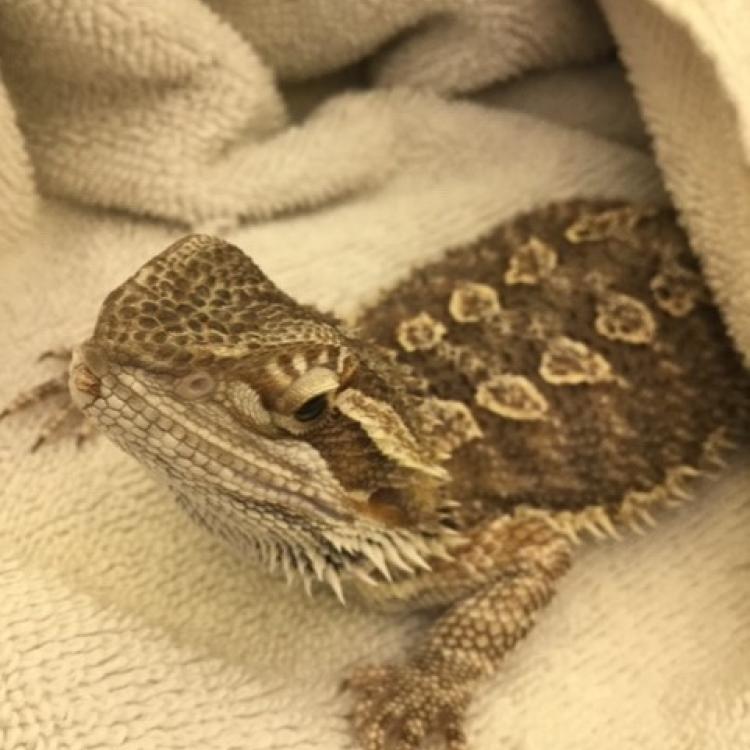 Best Friends Veterinary Center Grafton Wi