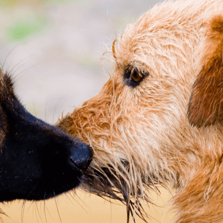 Kenosha Animal Hospital Kenosha, WI