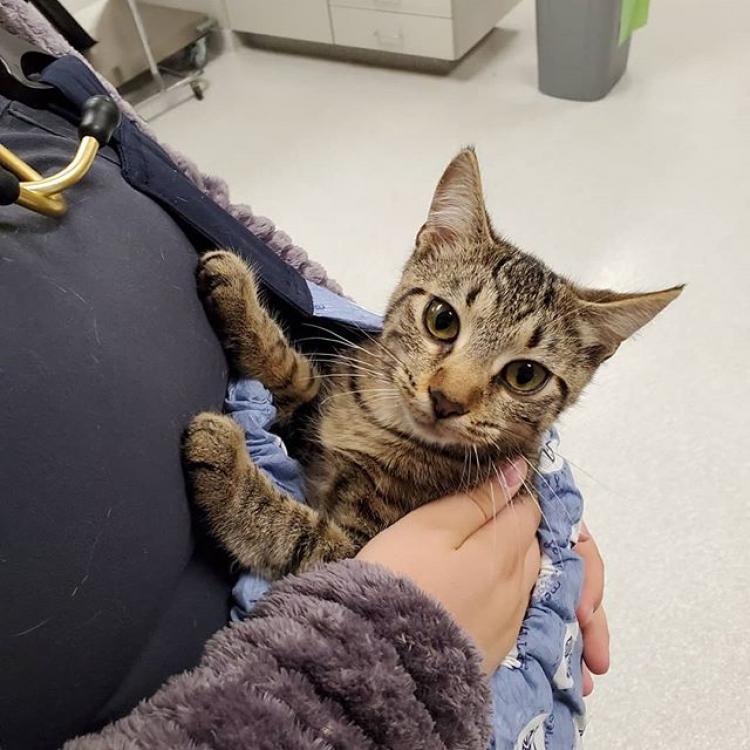 Companion Animal Hospital Kenosha Kenosha, WI