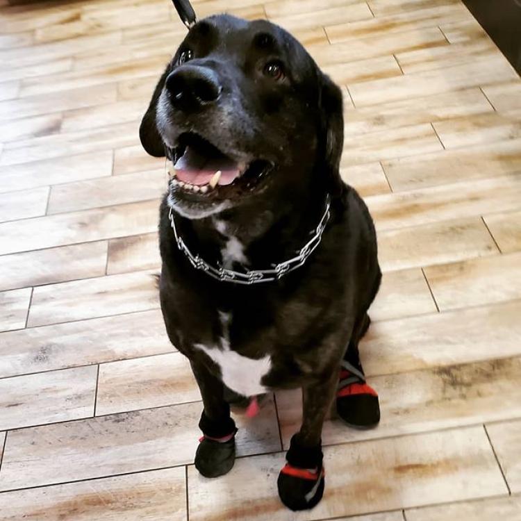 Companion Animal Hospital Kenosha Kenosha, WI