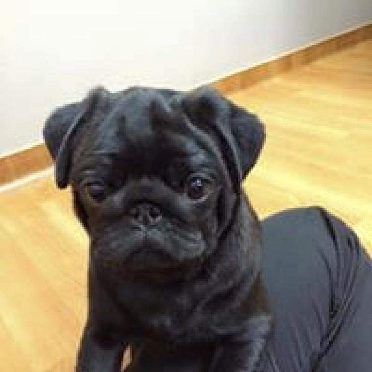 Veterinary Village Lomira, WI