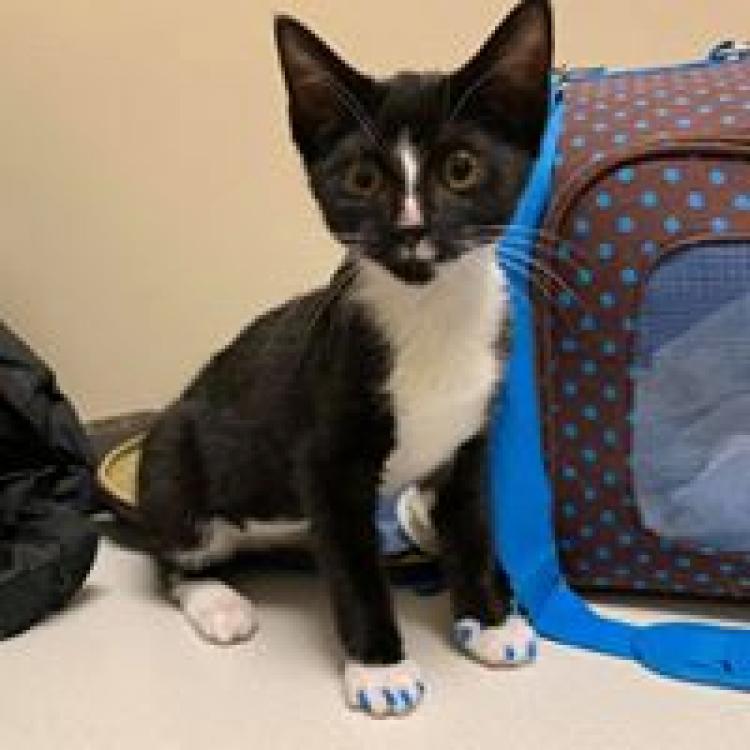 Cat Care Clinic East Madison, WI