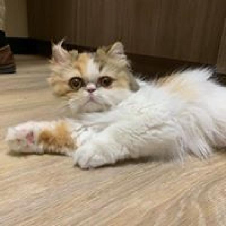 Cat Care Clinic East Madison, WI