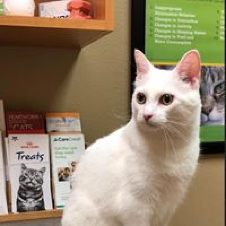 Cat Care Clinic East Madison, WI