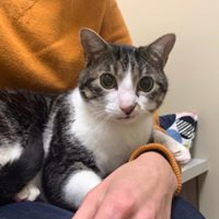 Cat Care Clinic Madison Wi
