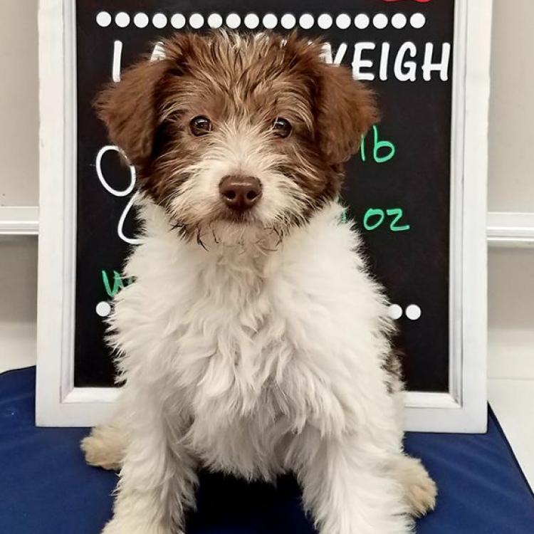 Petcare Animal Hospital Madison, WI