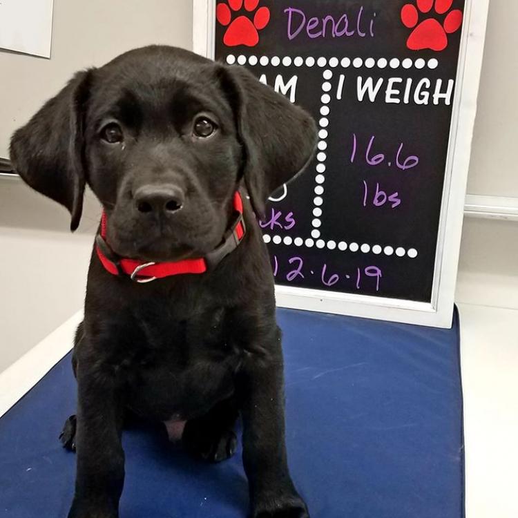 Petcare Animal Hospital Madison, WI