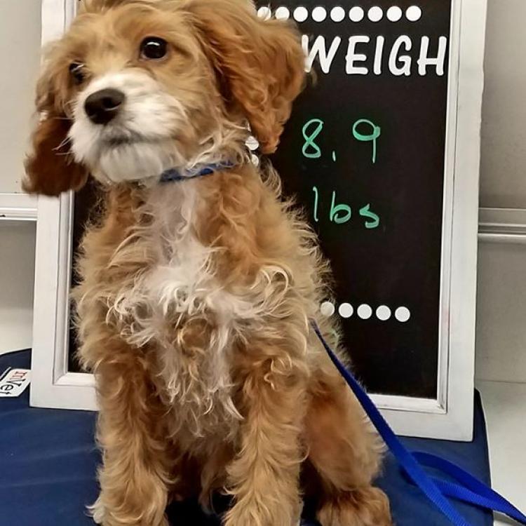 Petcare Animal Hospital Madison, WI