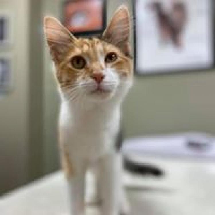 sun prairie pet clinic