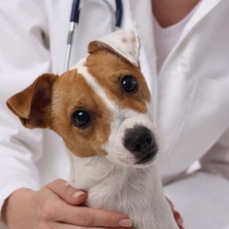 Am Pm Ideal Pet Care Norwalk, CA