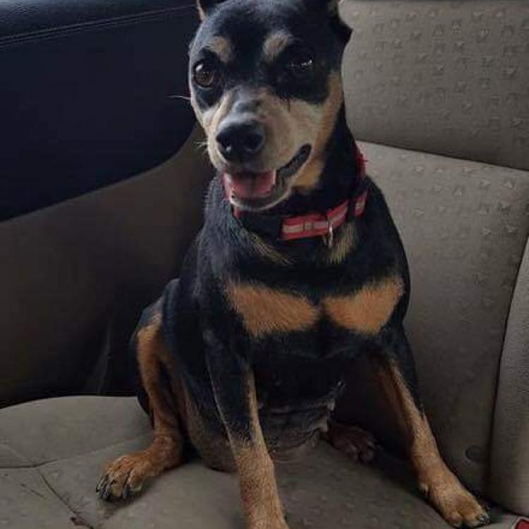 Veterinary Associates Bluefield, WV