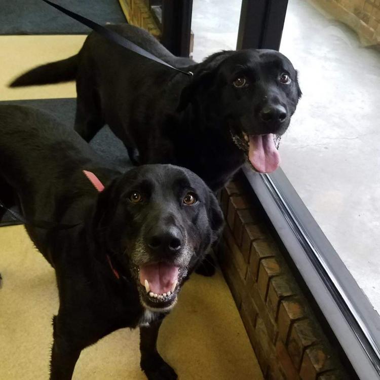 Veterinary Associates Bluefield, WV