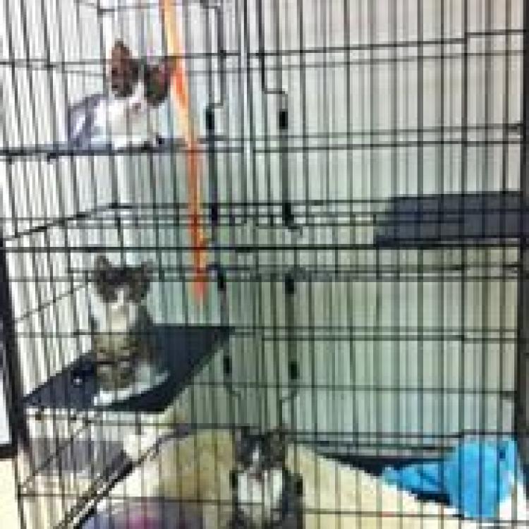 Animal Medical Center Morgantown Wv