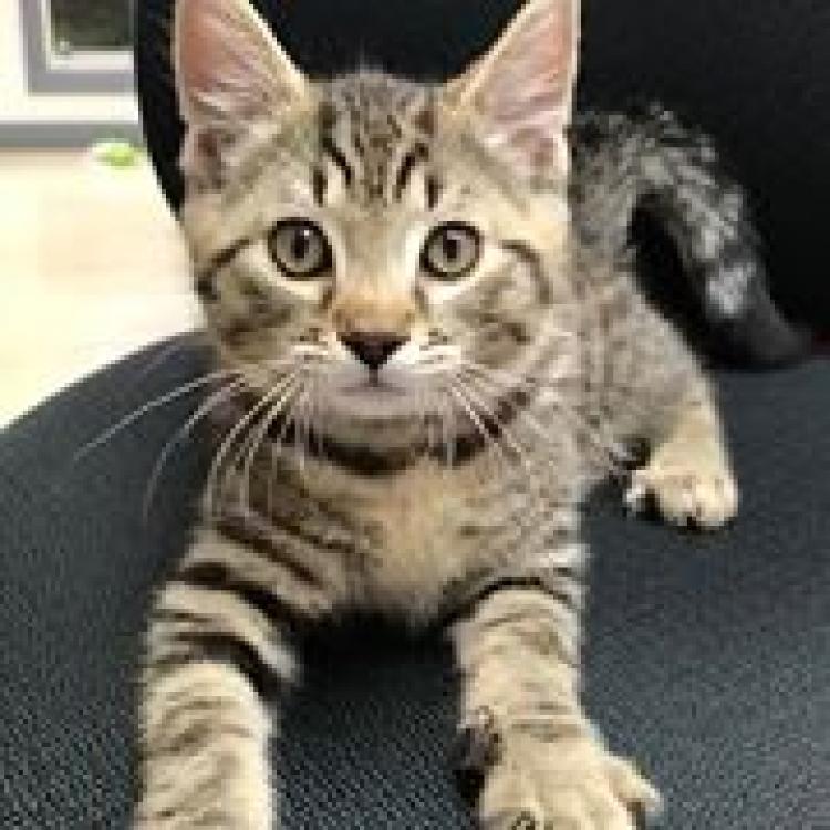 Animal Medical Center Morgantown Wv