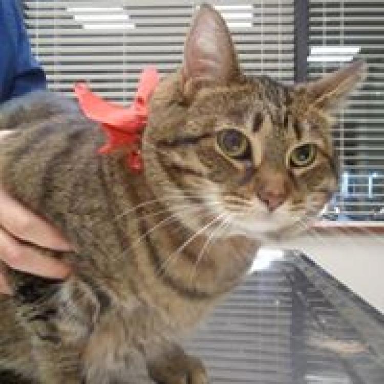 northtowns emergency animal hospital