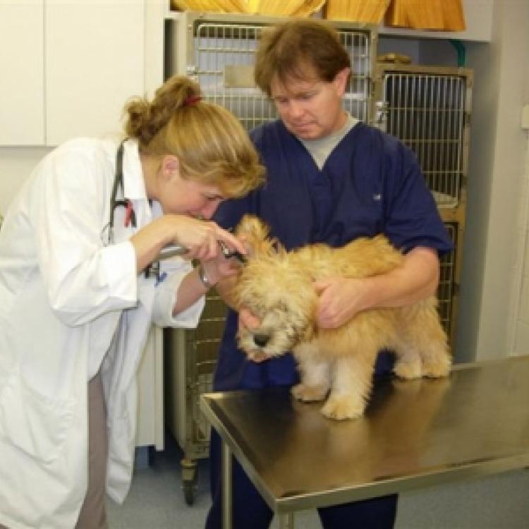 Croton Animal Hospital Croton Ny How To Get To Kaplan S