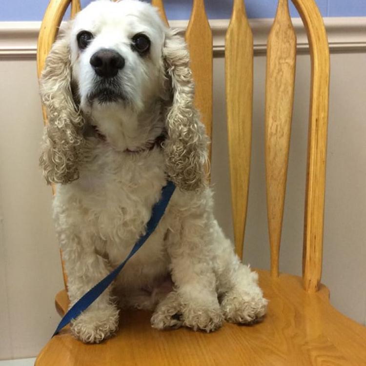 Barre Animal Hospital Holley, NY