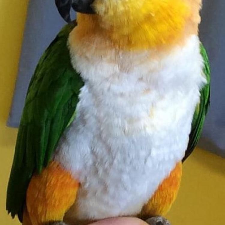 Barre Animal Hospital Holley, NY