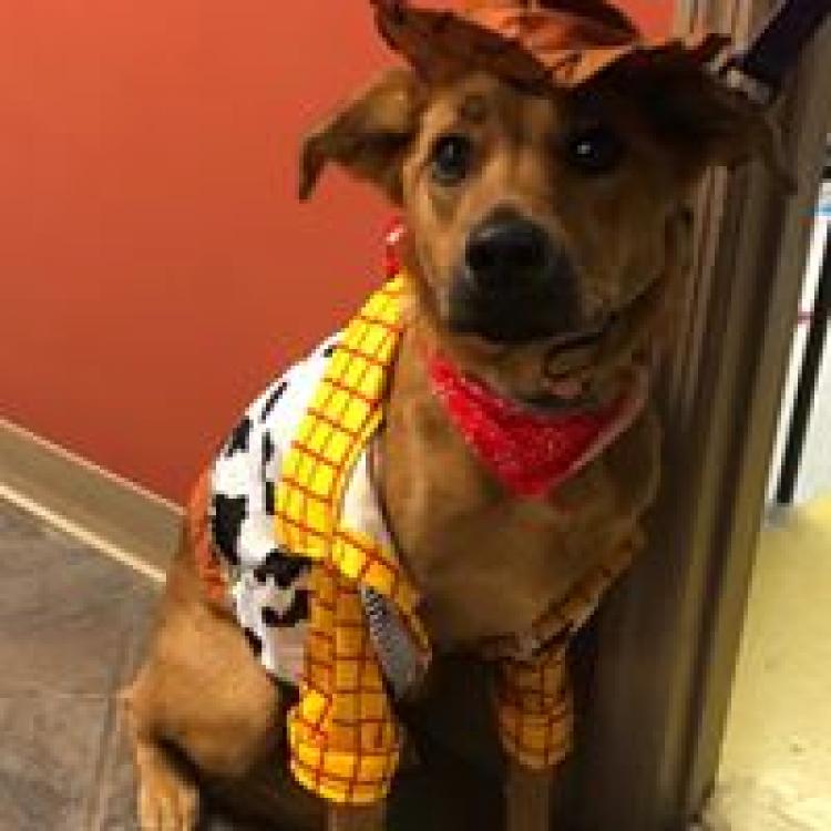 Ace Veterinary Hospital Hopewell Junction Ny