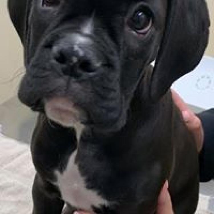 Fort Hill Animal Hospital Huntington Ny