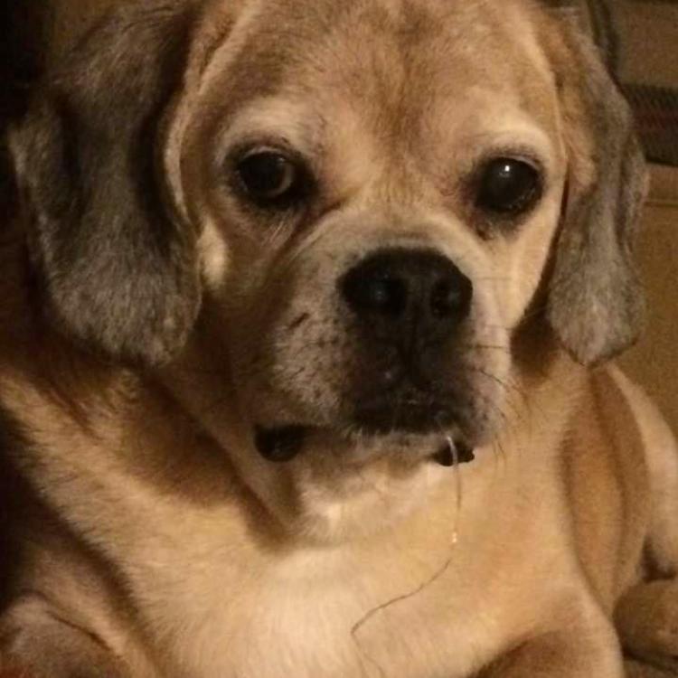 My Pets Vet Huntington Ny