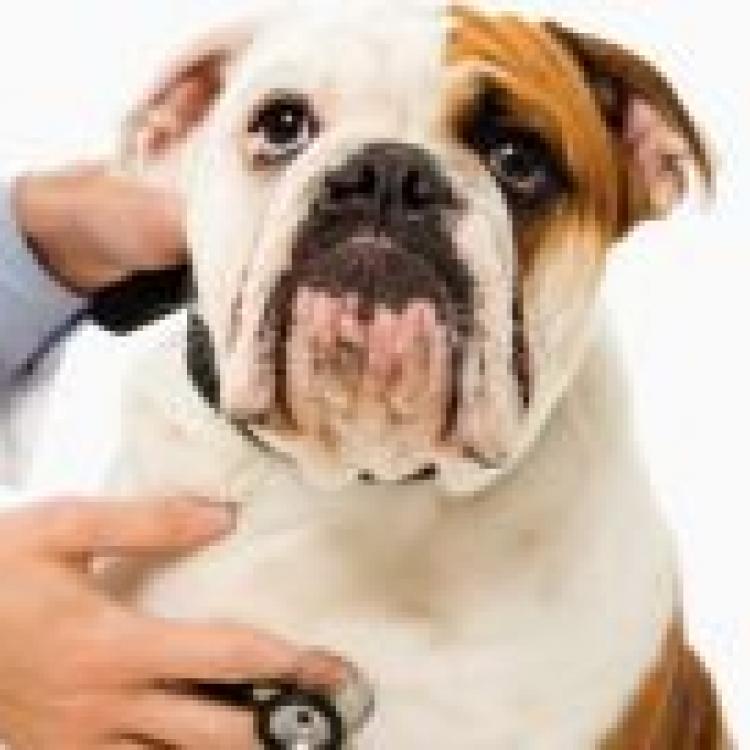 Orange County Animal Emergency Service Middletown, NY