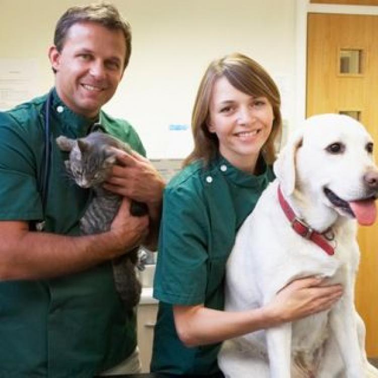 Orange County Animal Emergency Service Middletown, NY