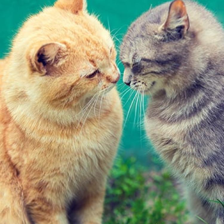 Miller Place Animal Hospital Miller Place, NY