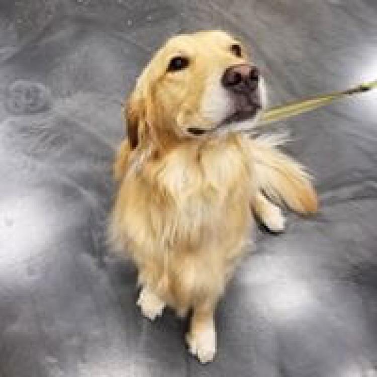 Hudson Animal Hospital New York, NY