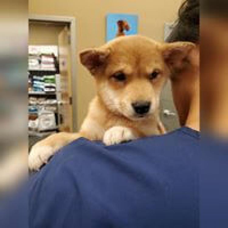 Hudson Animal Hospital New York, NY