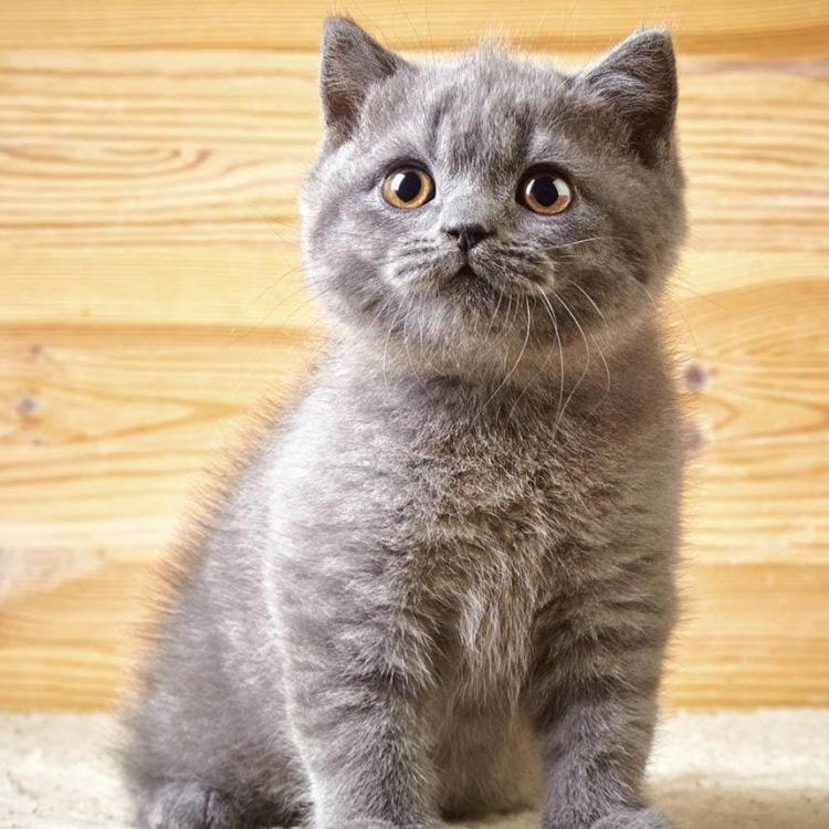 Riverside Animal Hospital New York, NY