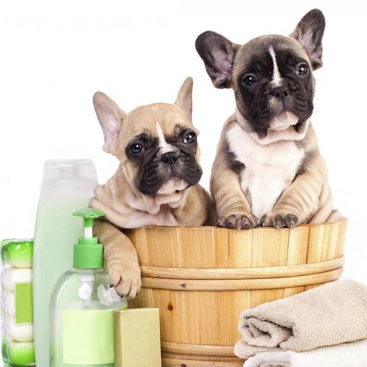 Riverside Animal Hospital New York, NY